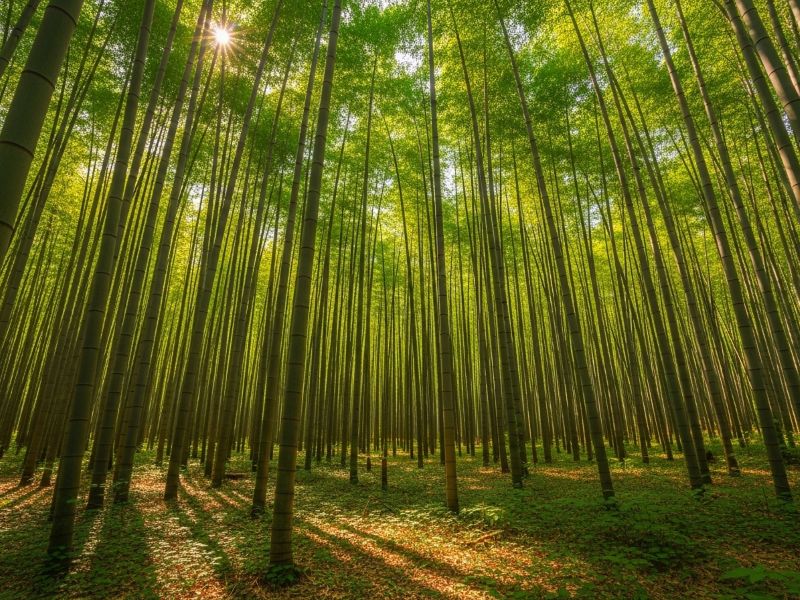 Bamboo forest sustainability