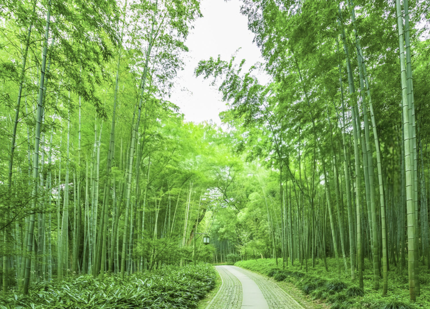 Vietnamese Bamboo