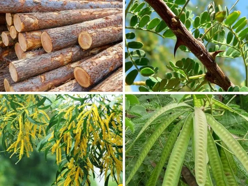 Sustainable acacia wood for cutting boards